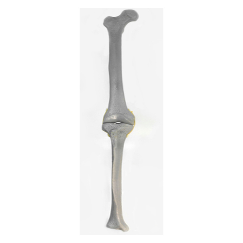 X-Ray Imaging of Knee Joint Practice Model with Collateral Ligament