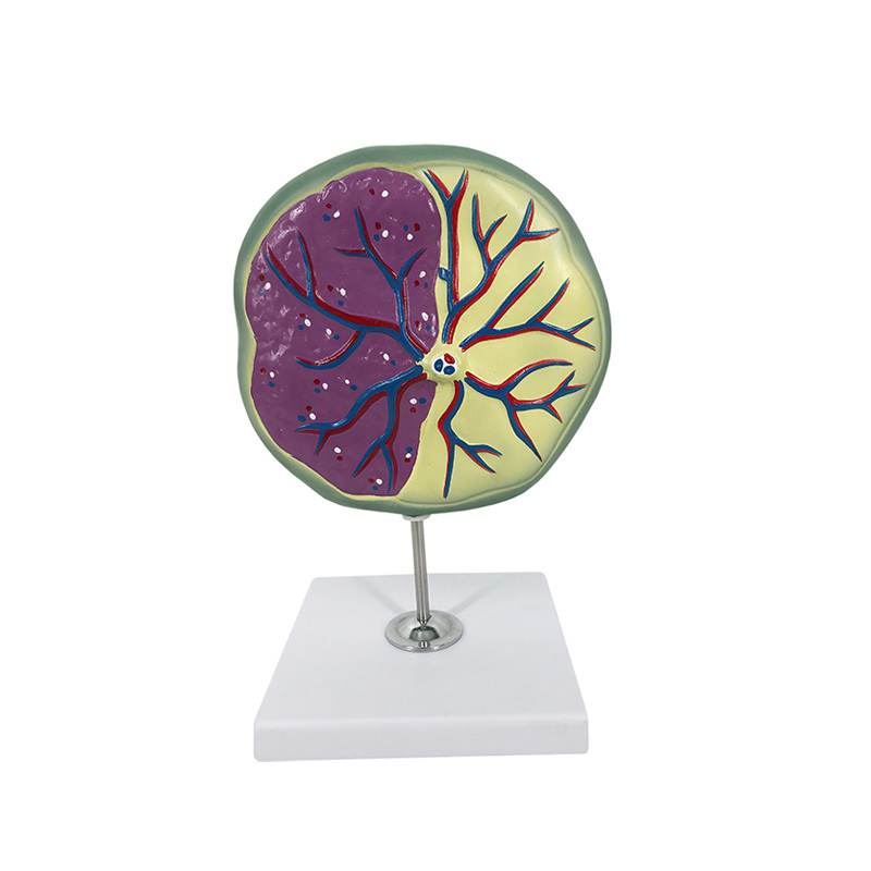 YA/HB054 Placenta Model