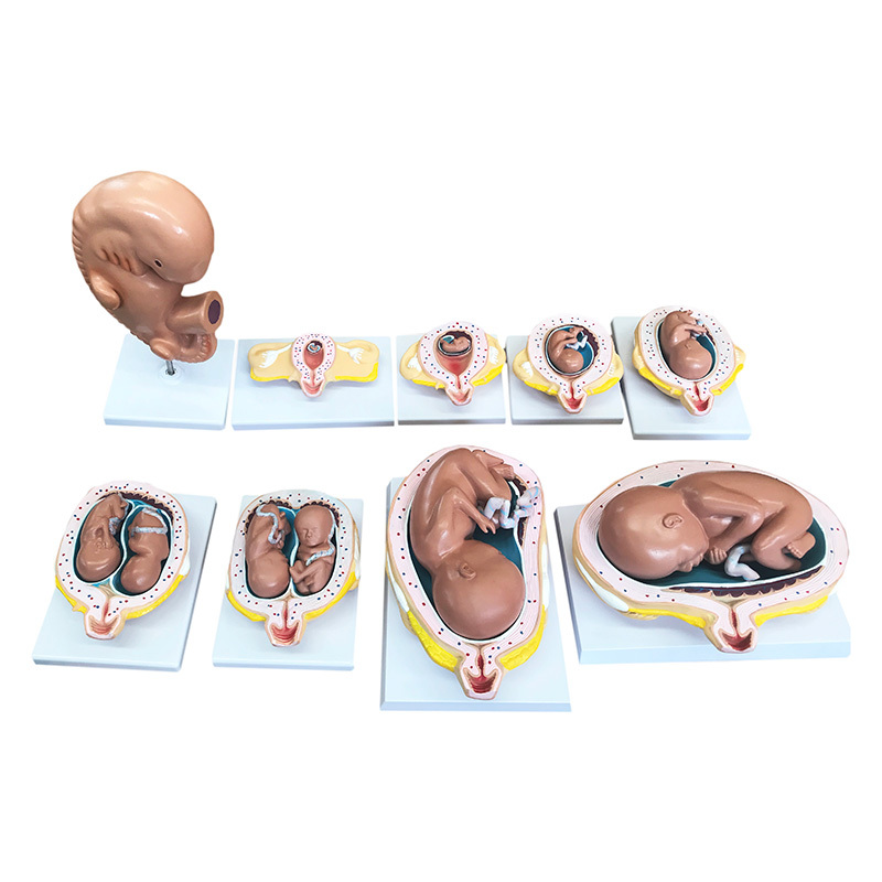 YA/HB052A Pregnancy Stages Set, 8 Models