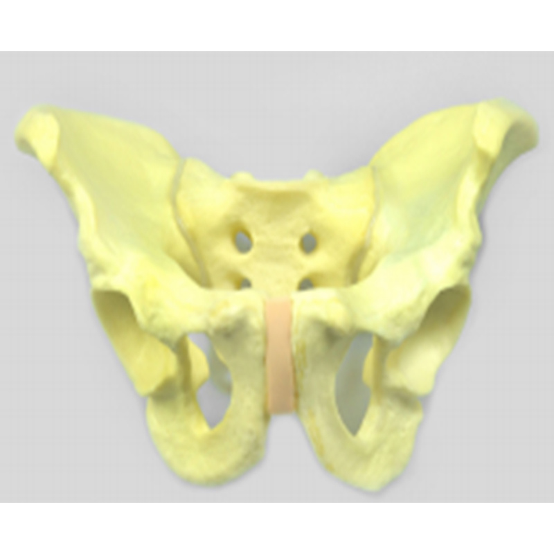 Pelvic Bone Practice Model