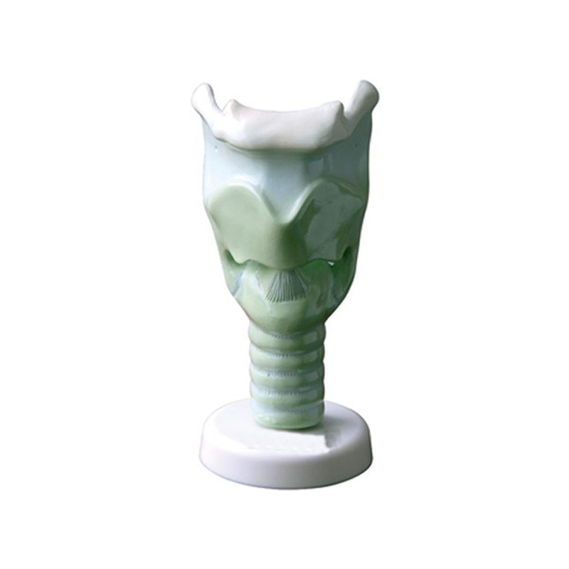 YA/R032B Laryngeal Cartilage Model