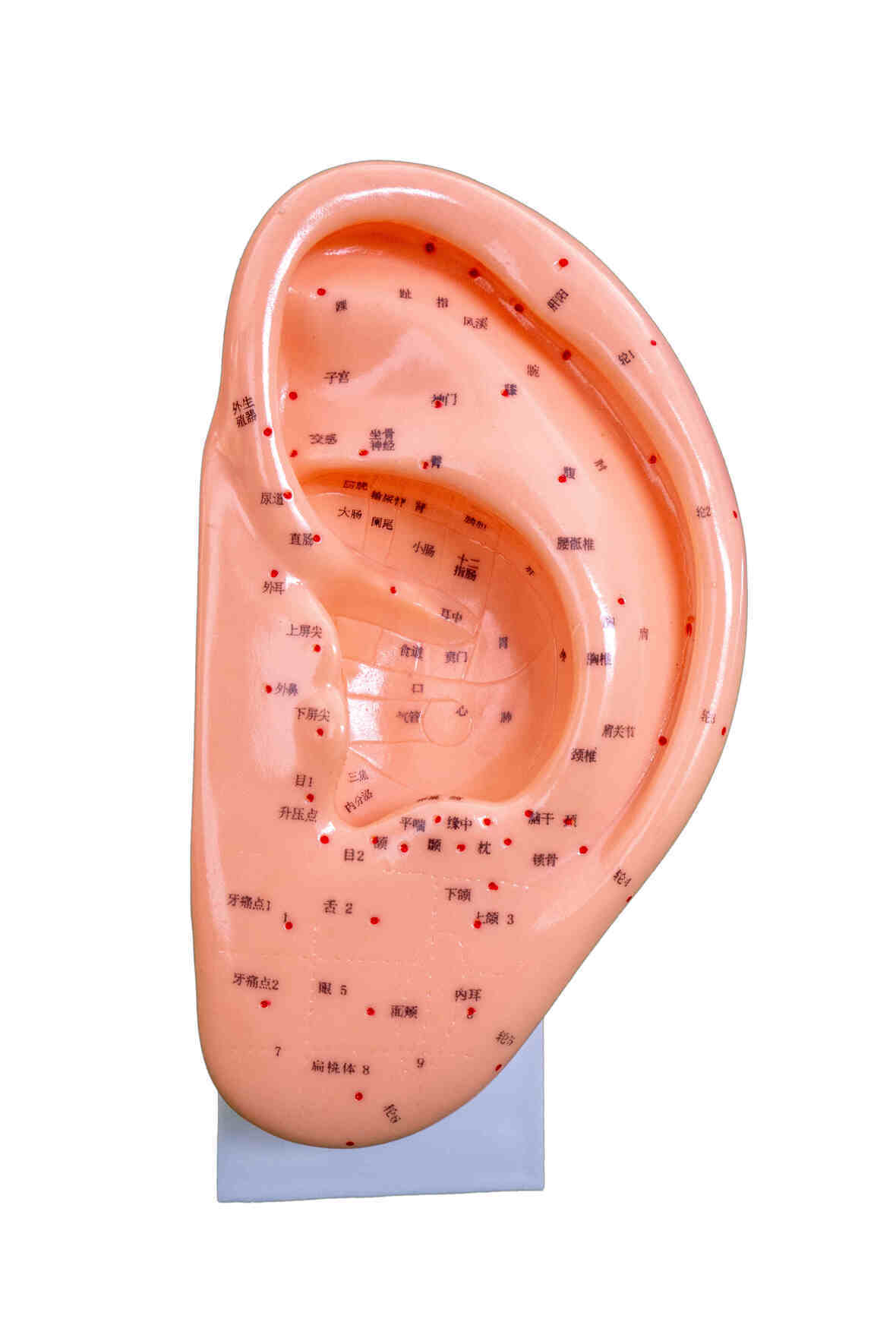 YA/Z022 Acupuncture Human Ear, 22 cm