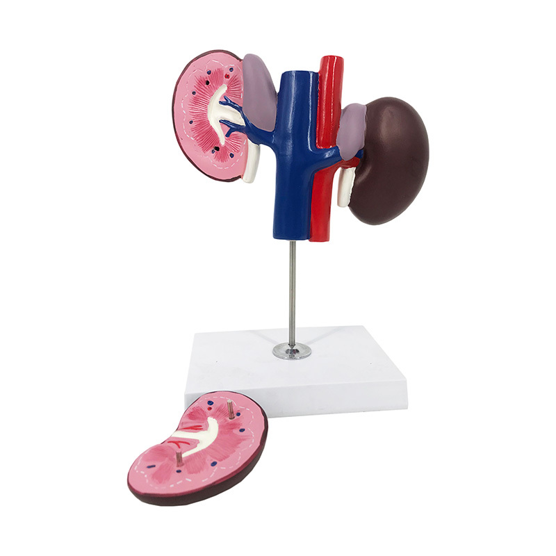 YA/B025-2 Sheep Kidney Model
