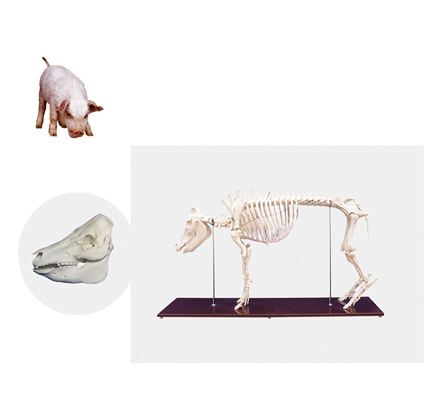 YA/BB104 Pig Skeleton Specimen