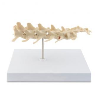 YA/B103-3 Canine Vertebral Column