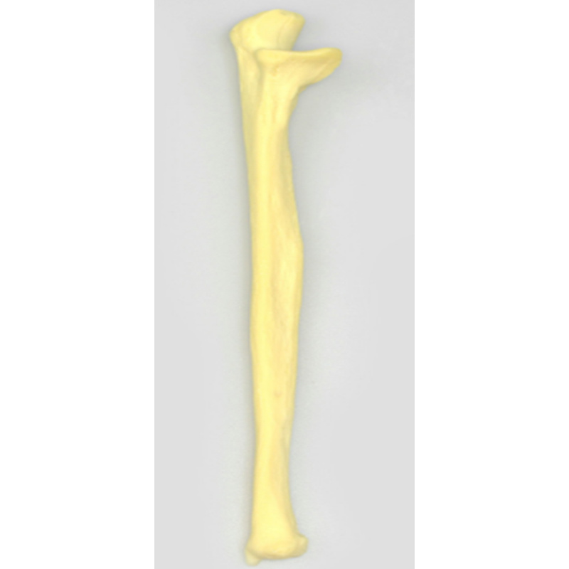 Ulna Practice Model