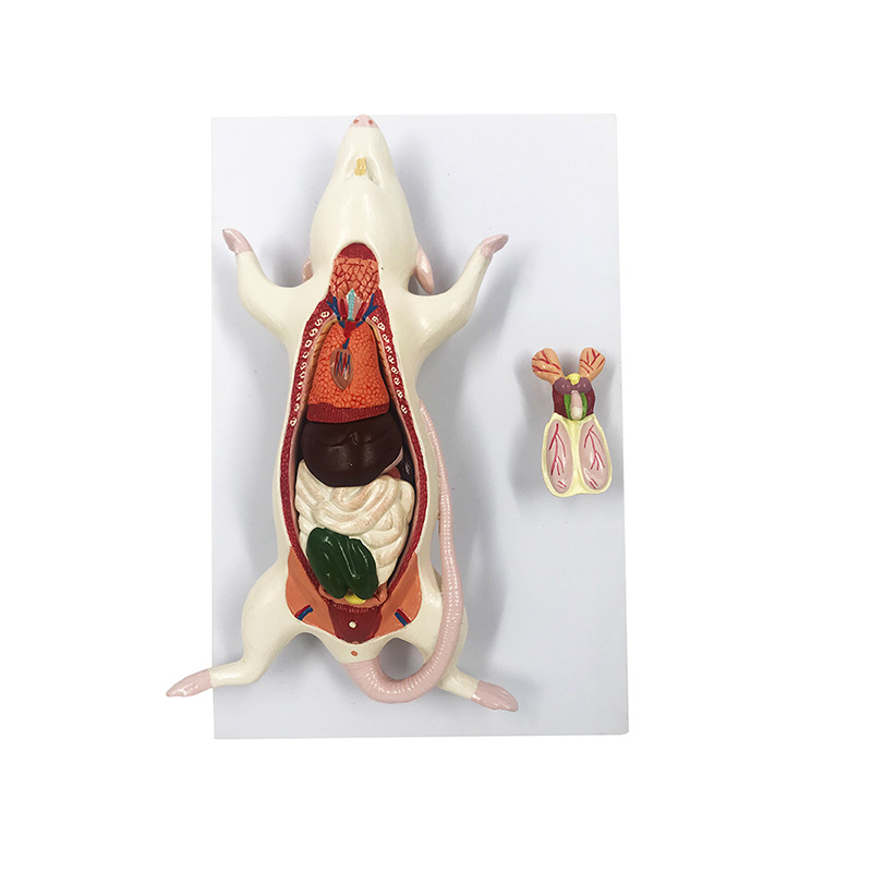 YA/B043 Rat Dissection Model