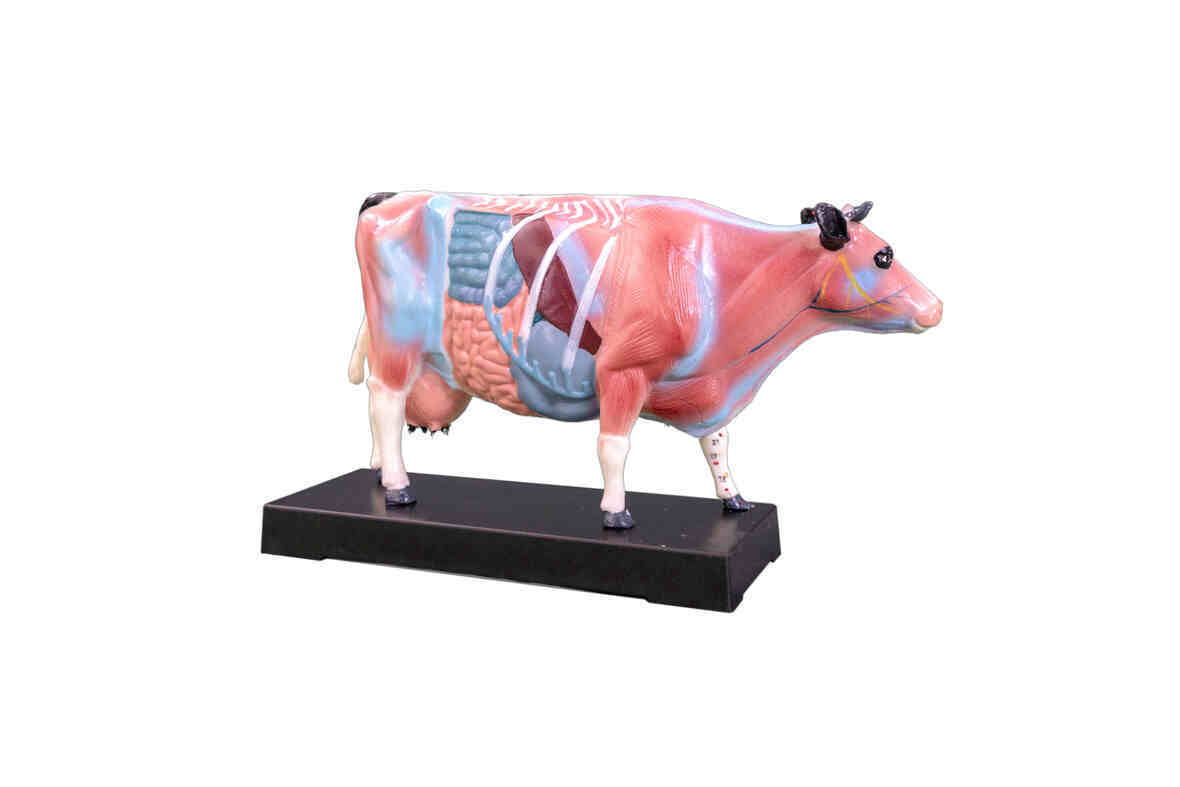 YA/Z034 Acupuncture Cow