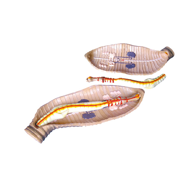 YA/B041 Earthworm Structure Model
