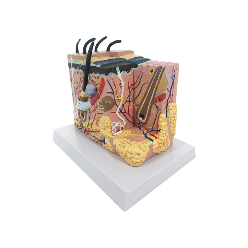 YA/HB012 Skin and Hair Block Anatomy Model