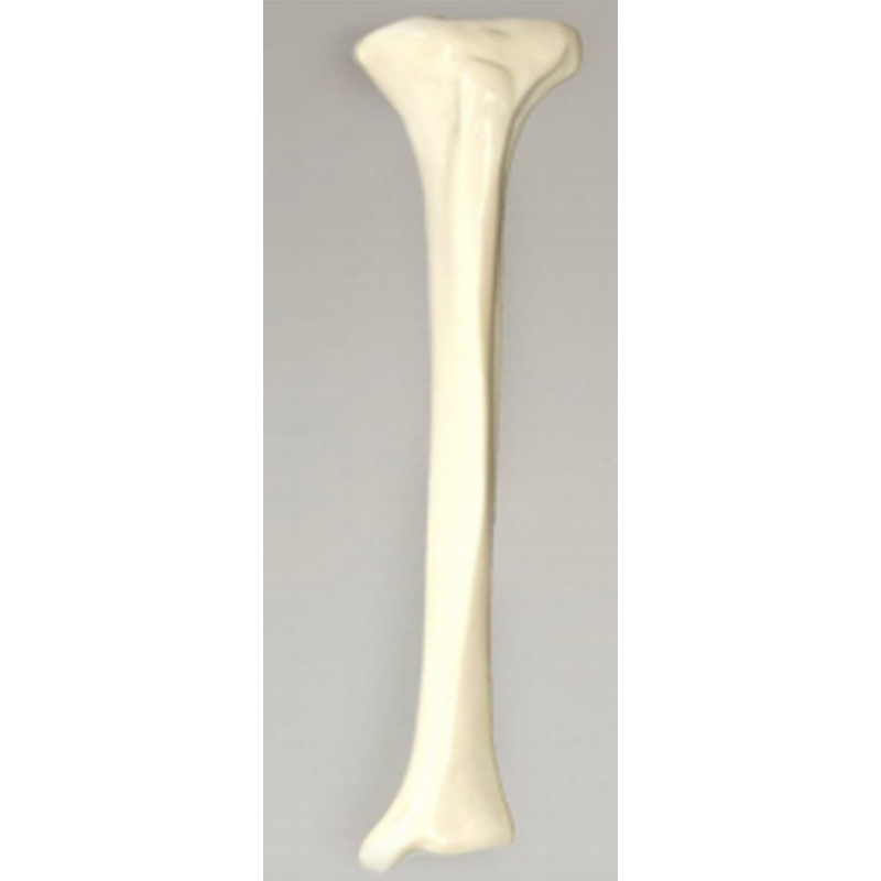 Tibia Practice Model (Solid Core)