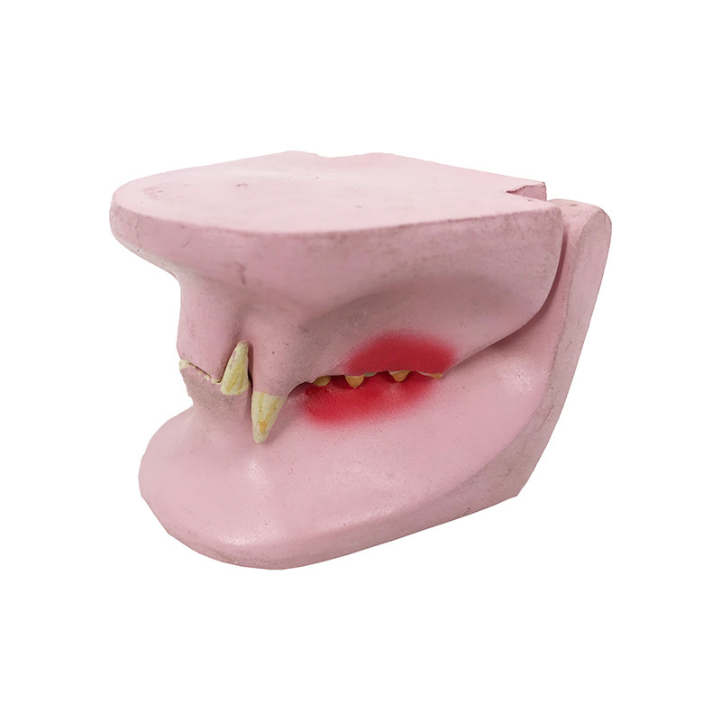 YA/B027T Feline Jaw Model
