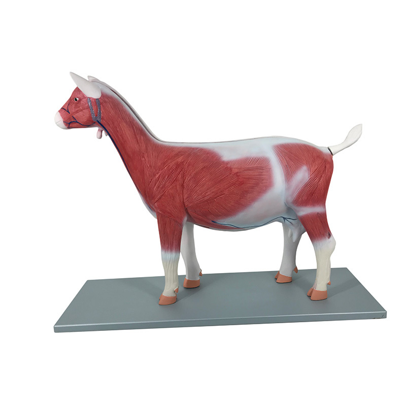 YA/B025 Goat (Capra hircus) Anatomy Model