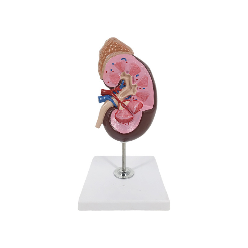 YA/U022B Basic Kidney Anatomy Model
