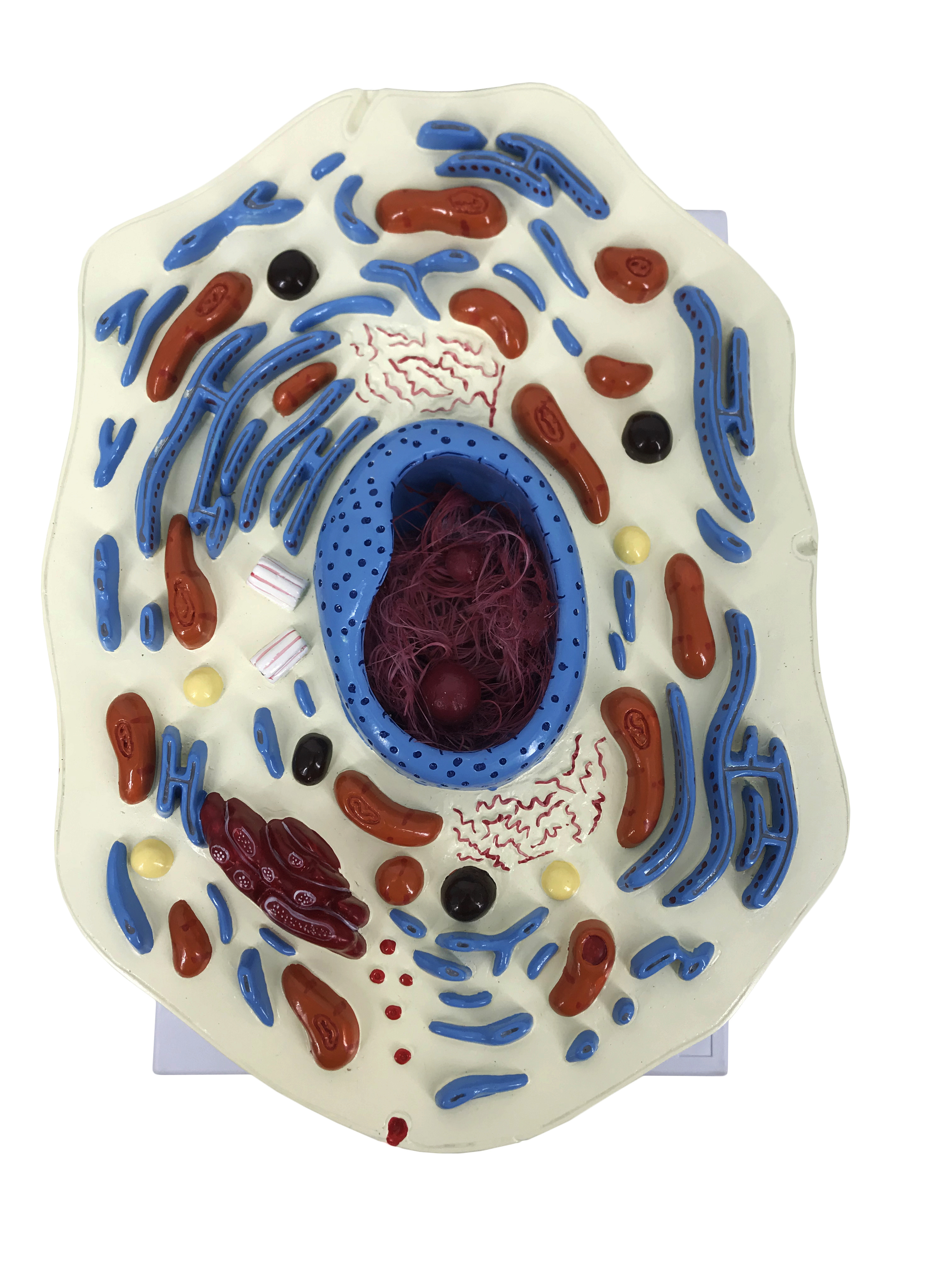 YA/B054 Animal Cell Model