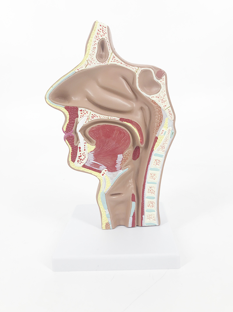 Oral nasal, pharyngeal larynxia sagging model