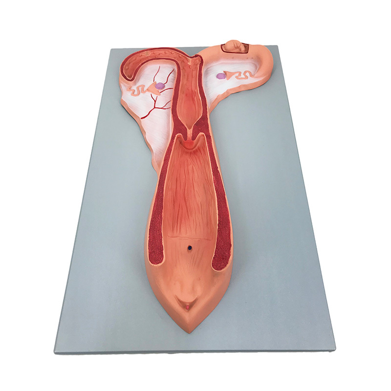 YA/B025-3 Sheep Uterus Model
