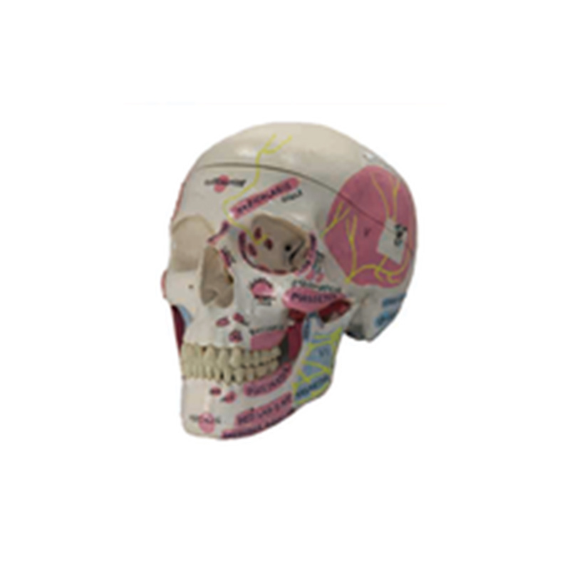 Skull Model
