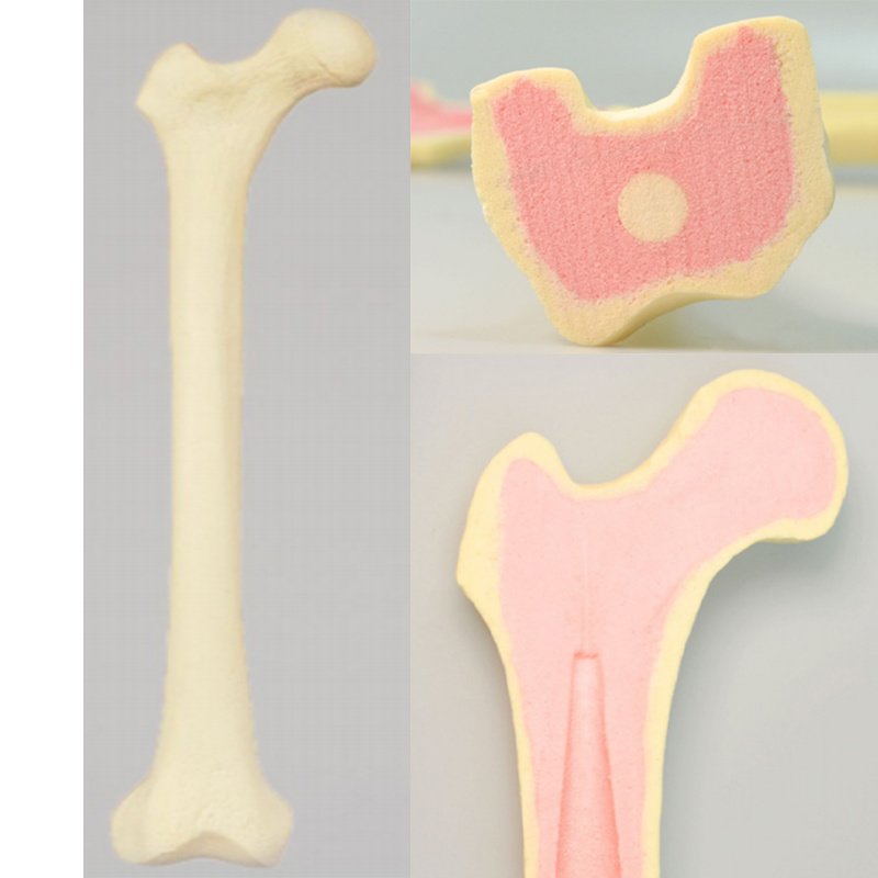 Femur Practice Model (Soft Cancellous Bone)