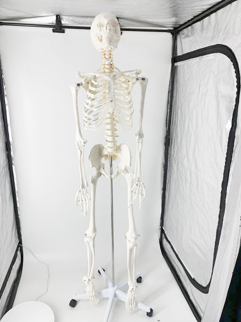 YA/L011 Human Skeleton Model 176cm