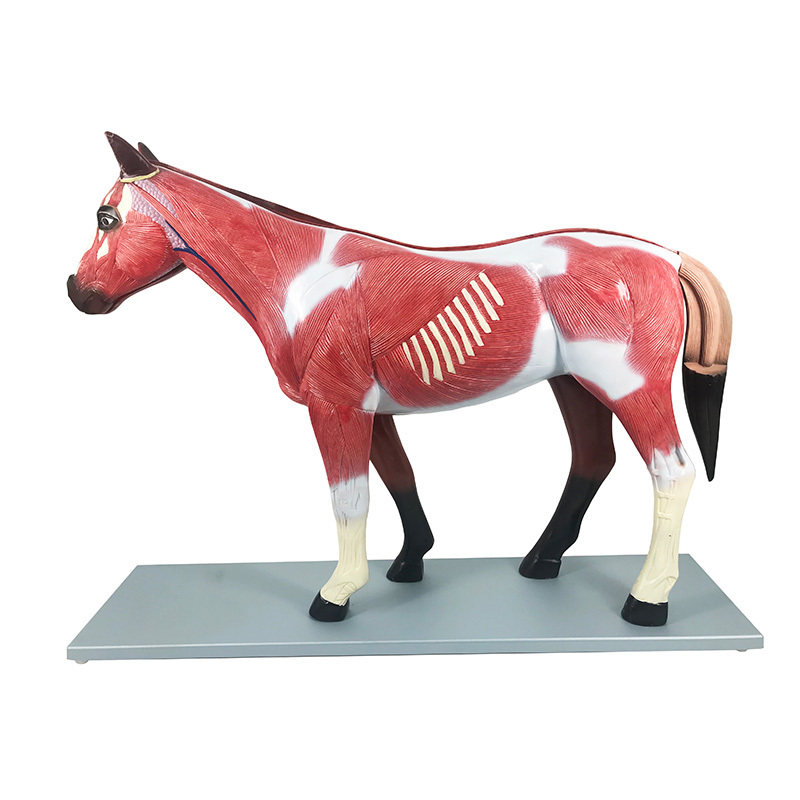 YA/B030 Horse (Equus caballus) Anatomy Model