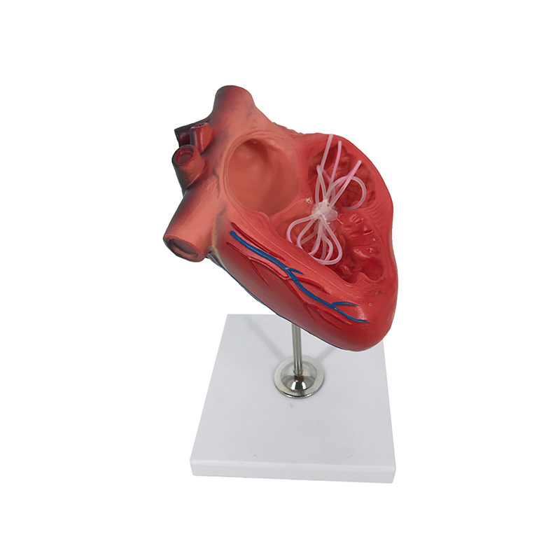 YA/B026E Canine Heartworm Model