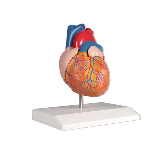 YA/C022 2-Part Deluxe Life-Size Human Heart Anatomy Model