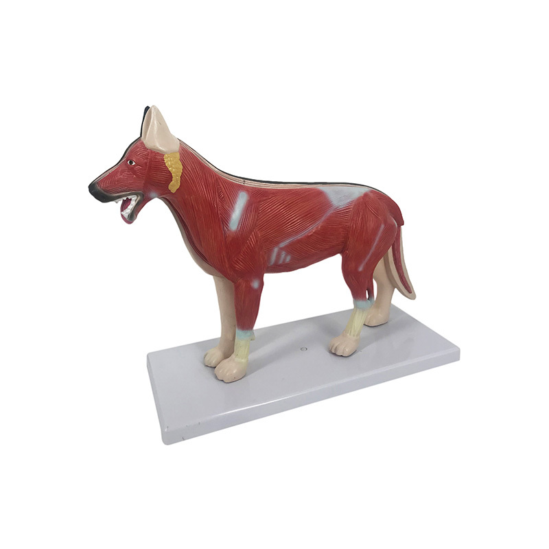 YA/B026 Canine (Canis lupus familiaris) Anatomy Model