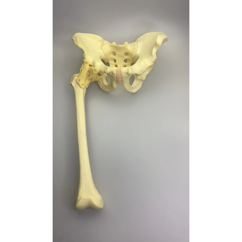 Pelvis Bone and Femur Bone Practice Model Customized by Chunli