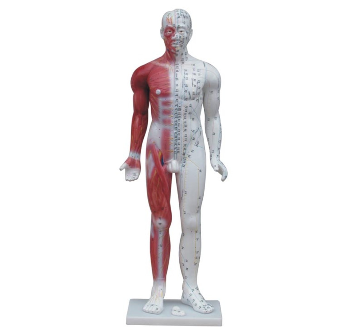 YA/Z012 Chinese Acupuncture Figure, Male, 80 cm