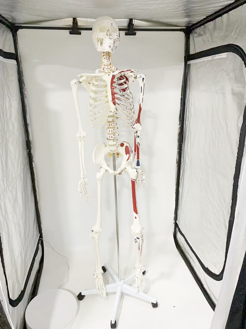 YA/L011A  Painted Human Skeleton Model 176cm