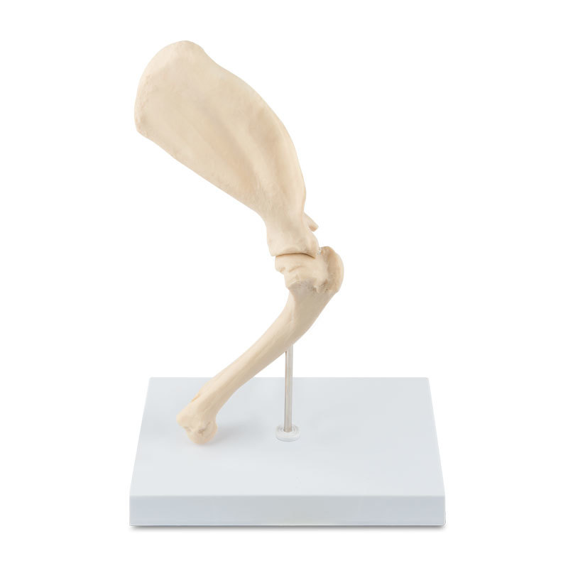 YA/B103-4 Canine Shoulder Joint Model