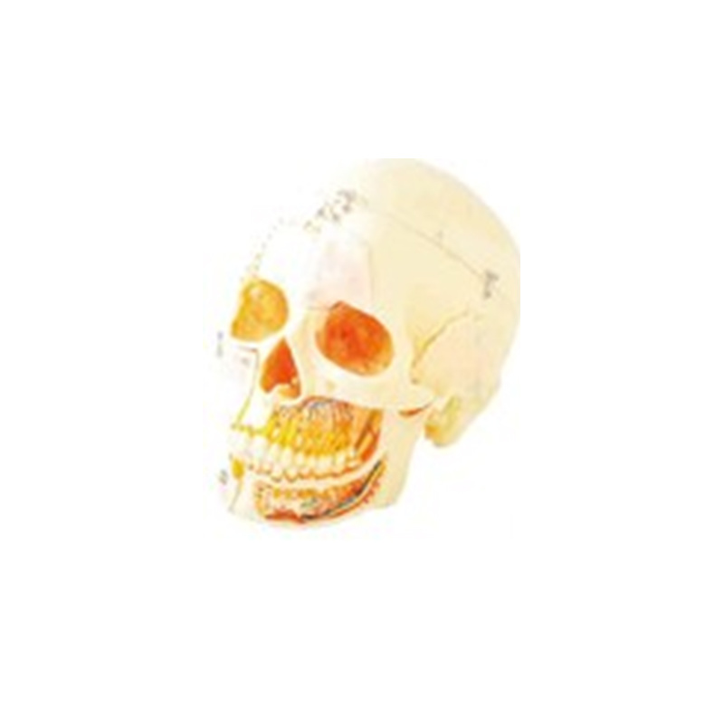 Skull Model