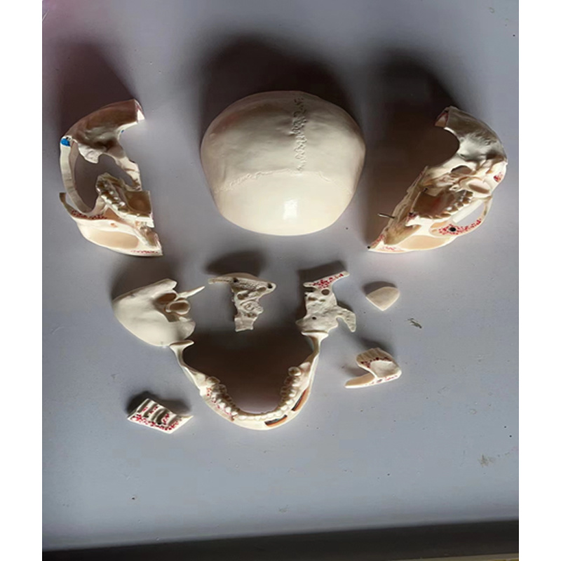 Skull Model