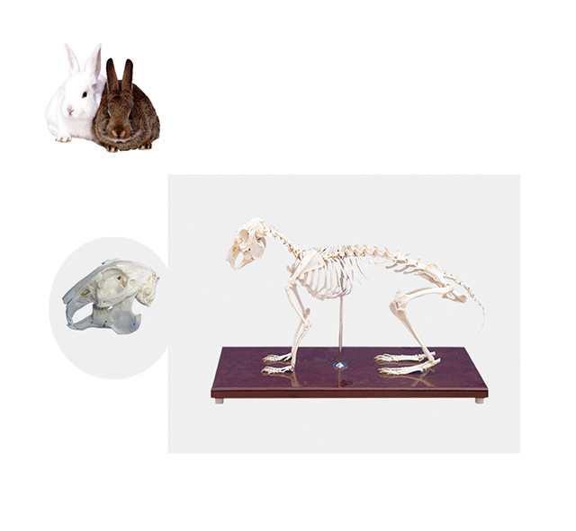 YA/BB102 Rabbit Skeleton Specimen