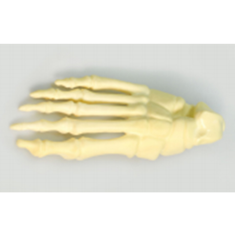 Foot Bone Practice Model