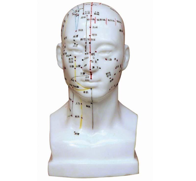 YA/Z021-1 Chinese acupuncture head 22cm