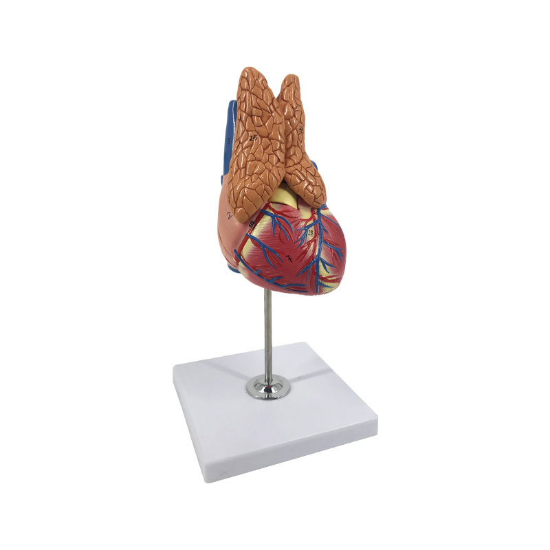YA/C027 Classic Heart Anatomy Model With Thymus