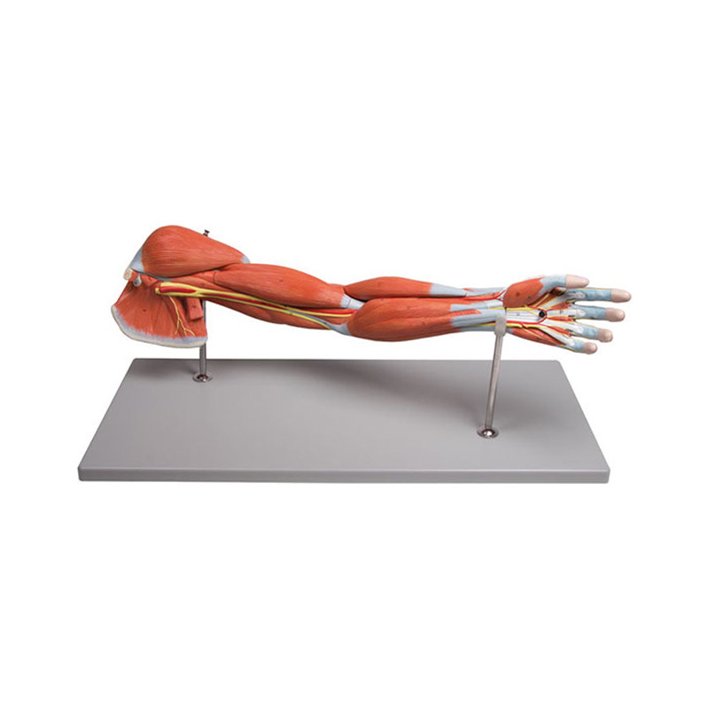 YA/L113 Muscle of the Human Arm – 7 parts