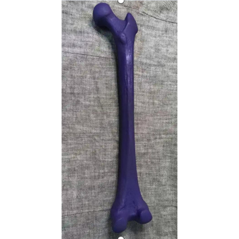 CT Imaging of Femur Practice Model