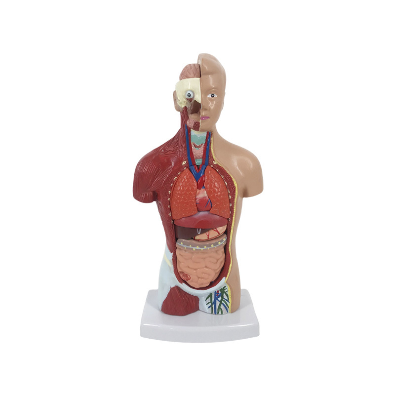 YA/T031  26cm Unisex Human Torso 14 Parts