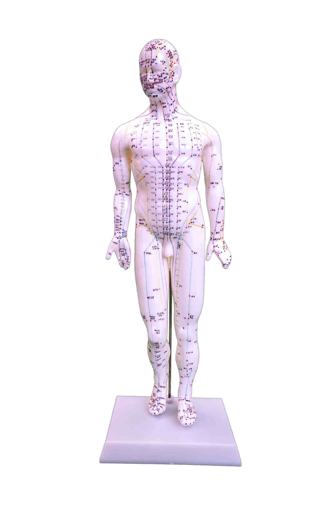 YA/Z015 Chinese Acupuncture Figure, Female, 48 cm