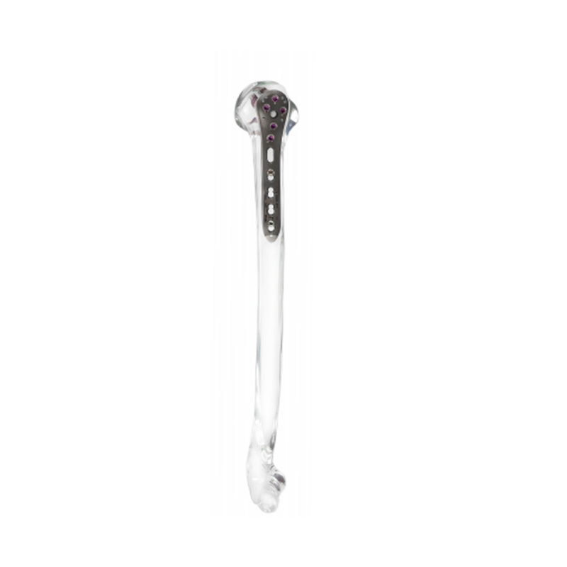 Crystal Humerus Model