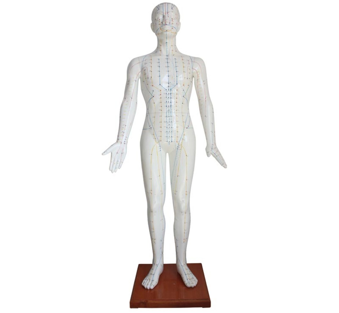 YA/Z011-1 Classic Male Acupuncture  Model 178CM