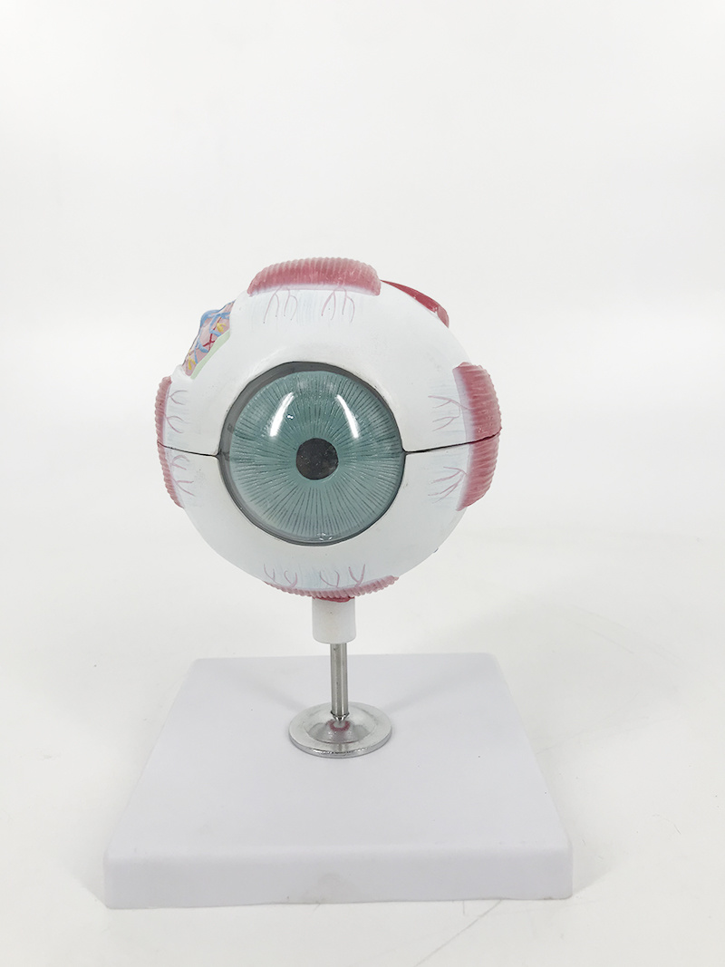 YA/S032 6-Part Human Eye (4x Life Size)