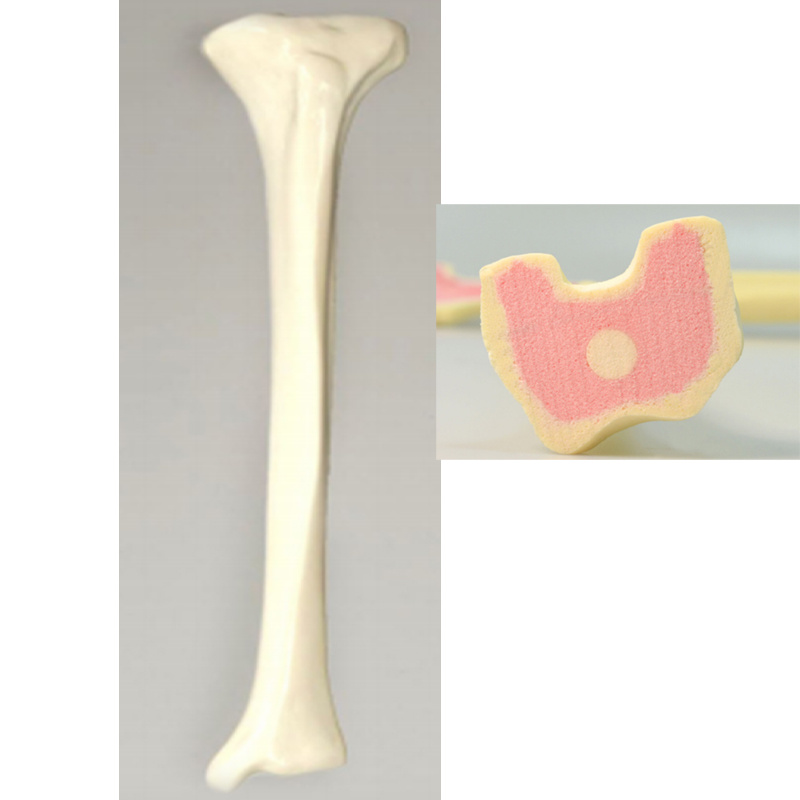 Tibia Practice Model (Soft Cancellous Bone)