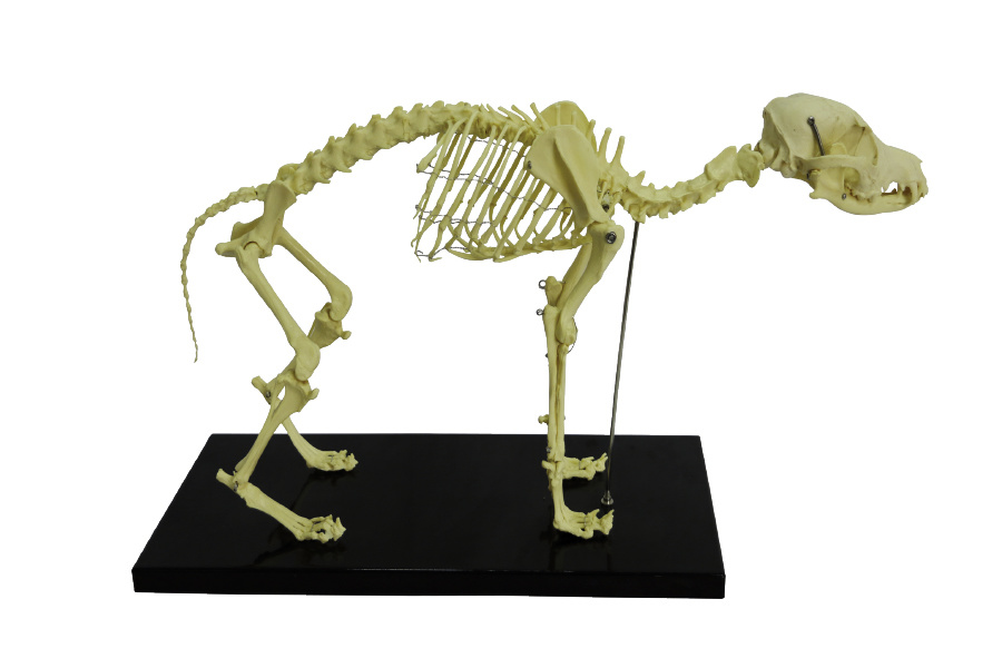 YA/B103 Canine Skeleton Model