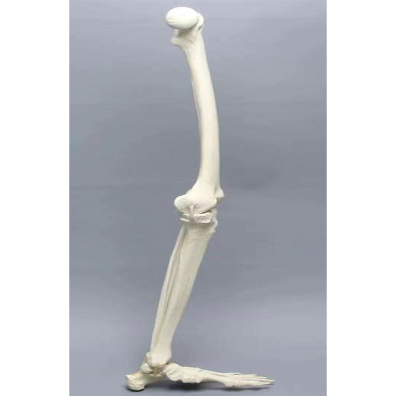 Lower Limb Bone Practice Model
