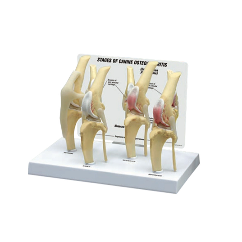 YA/B103-2 Canine 4-Stage Knee – Model