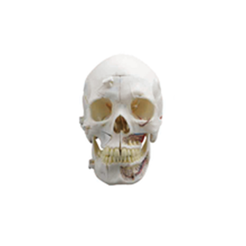 Skull Model
